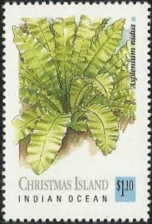 Colnect-3883-189-Asplenium-Nidus.jpg