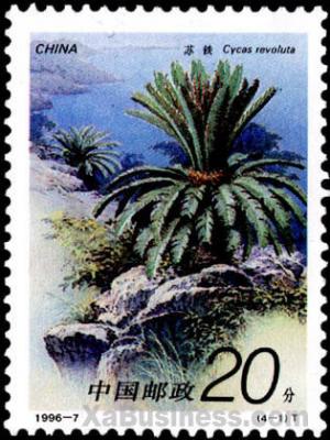 Colnect-603-141-Cycas-revoluta-Thunb.jpg