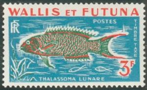 Colnect-905-796-Moon-Wrasse-Thalassoma-lunare.jpg