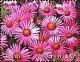 Colnect-3408-983-Aster-stracheyi.jpg