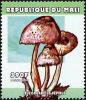 Colnect-2606-970-Smooth-Parasol-Leucoagaricus-pepinus.jpg