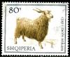 Colnect-1420-620-Angora-Goat-Capra-aegagrus-hircus.jpg