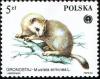 Colnect-1967-303-Stoat-Mustela-erminea.jpg