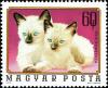 Colnect-4502-897-Siamese-Cat-Felis-silvestris-catus.jpg