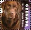 Colnect-6020-964-Chocolate-Labrador-retriever.jpg