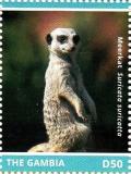 Colnect-3611-923-Meerkat-Suricata-suricatta.jpg