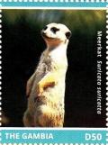 Colnect-3611-924-Meerkat-Suricata-suricatta.jpg