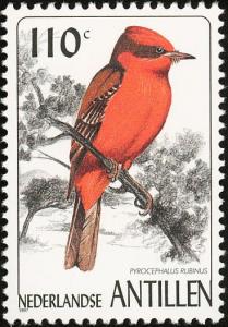 Colnect-960-123-Vermilion-Flycatcher%C2%A0Pyrocephalus-rubinus.jpg