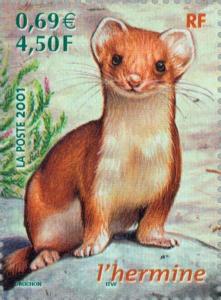 Colnect-146-842-Stoat-Mustela-erminea.jpg