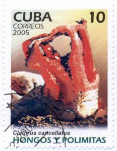 Colnect-2400-261-Clathrus-cancellatus.jpg