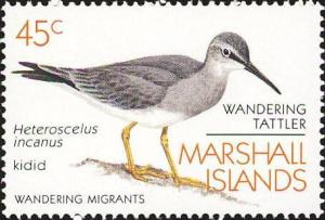 Colnect-1010-653-Wandering-Tattler-Heteroscelus-incanus.jpg