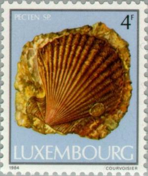 Colnect-134-587-Saltwater-Clam-Pecten-sp.jpg