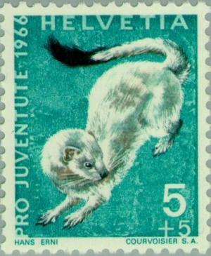 Colnect-140-303-Stoat-Mustela-erminea.jpg