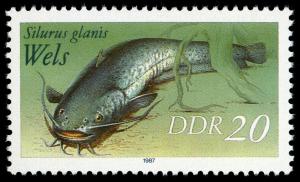 Colnect-1982-840-Wels-Catfish-Silurus-glanis.jpg