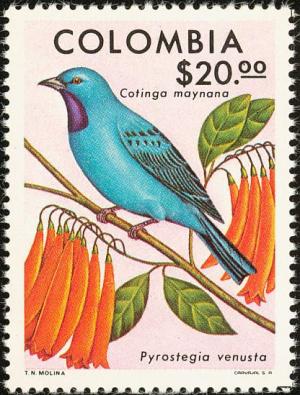 Colnect-2504-974-Plum-throated-Cotinga-Flame-Vine-.jpg