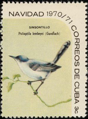 Colnect-3837-353-Cuban-Gnatcatcher-Polioptila-lembeyei.jpg