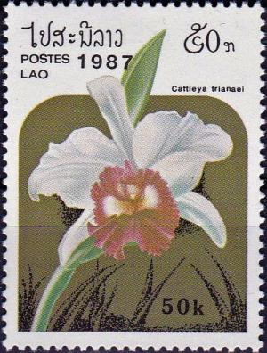 Colnect-4033-081-Cattleya-trianaei.jpg