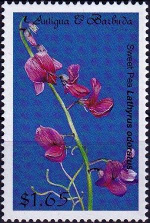 Colnect-4042-170-Lathyrus-odoratus.jpg