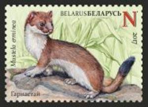 Colnect-4043-316-Stoat-Mustela-erminaea.jpg