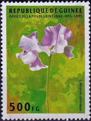 Colnect-4049-770-Lathyrus-odoratus.jpg