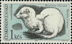 Colnect-438-969-Stoat-Mustela-erminea.jpg