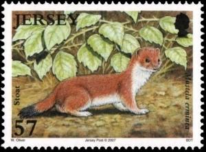 Colnect-4400-302-Stoat-Mustela-erminea.jpg