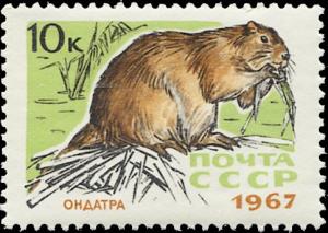 Colnect-4495-101-Muskrat-Ondatra-zibethica-.jpg