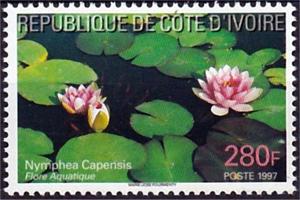 Colnect-4932-482-Cape-Blue-water-lily-Nymphea-capensis.jpg