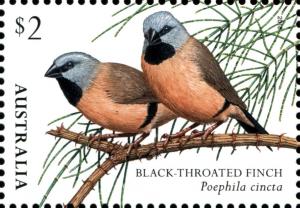 Colnect-5104-286-Black-throated-Finch-Poephila-cincta.jpg