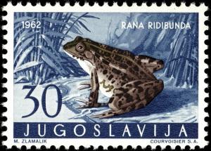 Colnect-5501-762-Levant-Water-Frog-Rana-ridibunda.jpg