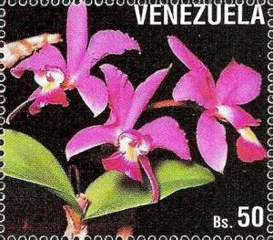 Colnect-6008-052-Cattleya-violacea.jpg