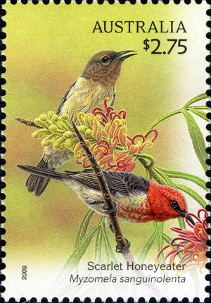 Colnect-666-306-Scarlet-Honeyeater-Myzomela-sanguinolenta-.jpg