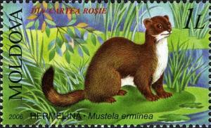 Colnect-737-307-Stoat-Mustela-erminea.jpg