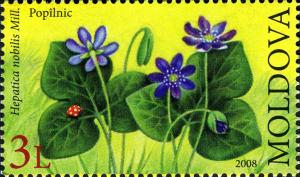 Colnect-800-215-Hepatica-nobilis-Mill.jpg