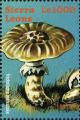 Colnect-3223-694-Tricholoma-matsutake-Matsu-take-mushroom.jpg