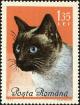 Colnect-5043-394-Siamese-Cat-Felis-silvestris-catus.jpg