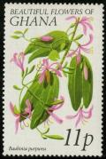 Colnect-1911-989-Bauhinia-Purpurea.jpg