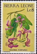 Colnect-4129-329-Bauhinia-purpurea.jpg