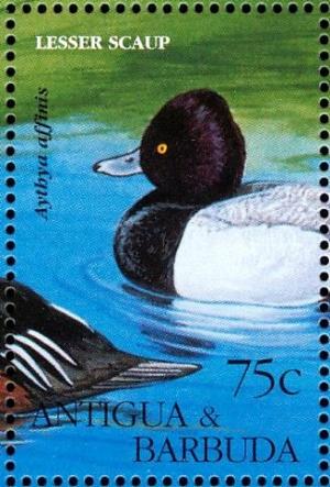 Colnect-4116-724-Lesser-Scaup%C2%A0%C2%A0%C2%A0%C2%A0Aythya-affinis.jpg