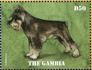 Colnect-4218-328-Standard-Schnauzer-Canis-lupus-familiaris.jpg