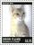 Colnect-4131-042-Arabian-Mau-Felis-silvestris-catus.jpg