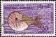 Colnect-5706-152-Bellybutton-Nautilus-Nautilus-macromphalus.jpg