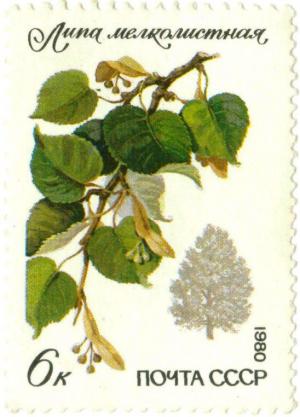 Colnect-3851-732-Small-leaved-Lime-Tilia-cordata.jpg