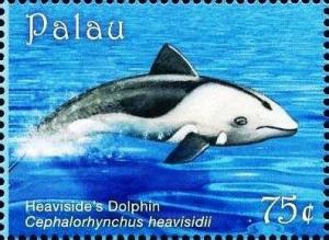 Colnect-5920-253-Heaviside-s-dolphin.jpg