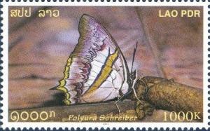 Colnect-2234-197-Blue-Nawab-Polyura-schreiber.jpg