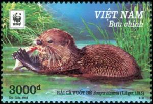 Colnect-4381-826-Asian-small-clawed-otter-nbsp-Aonyx-cinerea.jpg