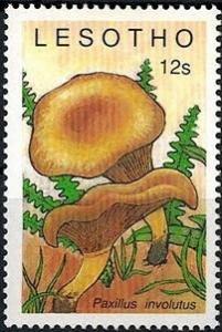 Colnect-2931-792-Paxillus-involutus.jpg