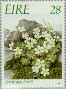 Colnect-128-916-Saxifraga-hartii.jpg