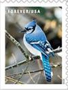 Colnect-7323-387-Blue-Jay-Cyanocitta-cristata.jpg