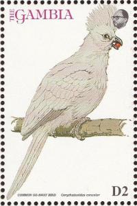 Colnect-1462-504-Grey-Go-away-bird-Crinifer-concolor.jpg